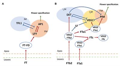 Dynamical Modeling of the Core Gene Network Controlling Transition to Flowering in Pisum sativum